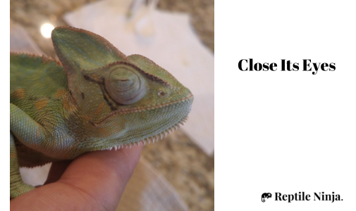 chameleon eyes closed