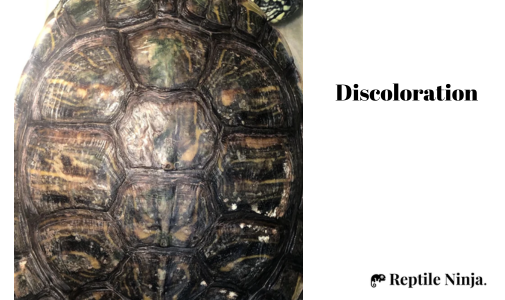red-eared slider shell discoloration