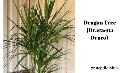 Dragon Tree (Dracaena Draco)