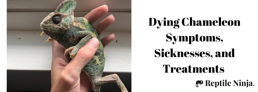 how to tell if a chameleon is dying