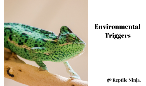 chameleon environmental triggers