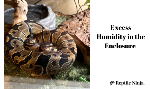 ball python in humid enclosure