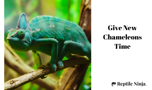 chameleon on trunk