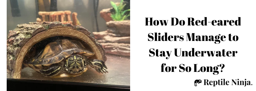 can red eared sliders drown