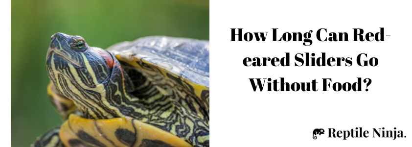 how long can a red eared slider go without food