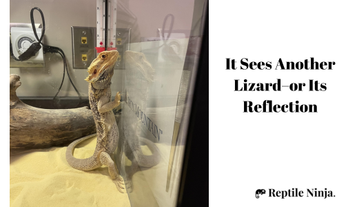 bearded dragon standing on glass surfing