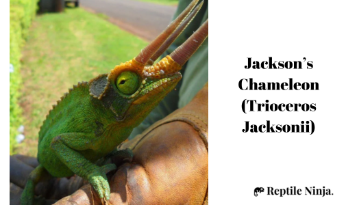 Jackson’s Chameleon (Trioceros Jacksonii)
