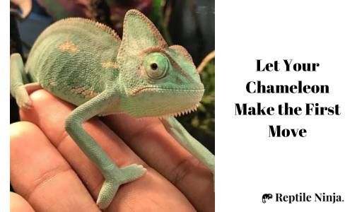 chameleon climbing up owner's palm