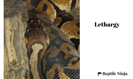 lethargic ball python