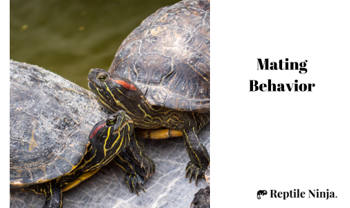 red-eared sliders mating