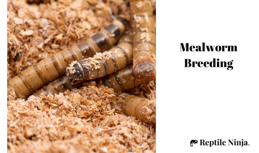 mealworm breeding