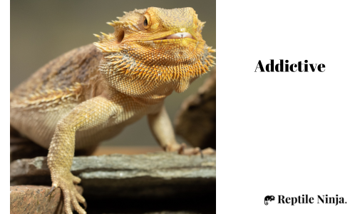 bearded dragon with tongue out