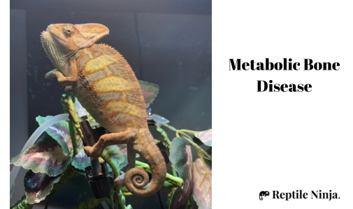 chameleon with metabolic bone disease