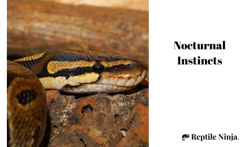 ball python nocturnal instincts