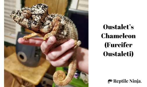 Oustalet’s Chameleon (Furcifer Oustaleti)