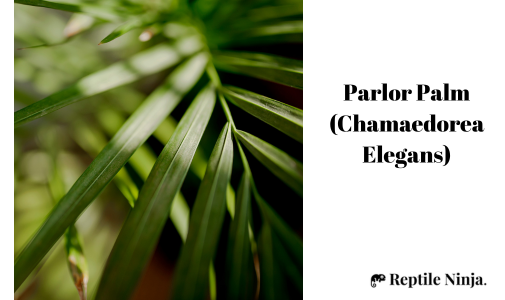 Parlor Palm (Chamaedorea Elegans)