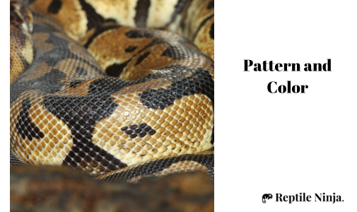close up of ball python skin pattern and color