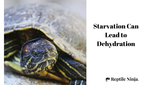 dehydrated red-eared slider