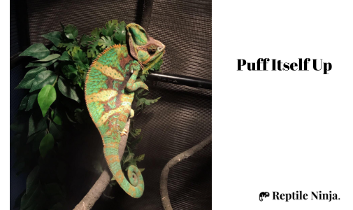 chameleon puff up