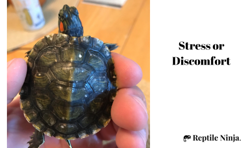 stressed red-eared slider
