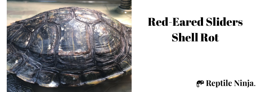 red eared slider shell rot