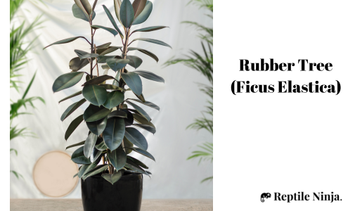 Rubber Tree (Ficus Elastica)