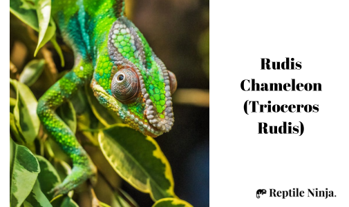 Rudis Chameleon (Trioceros Rudis)