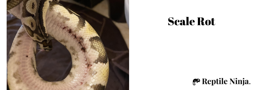 scale rot ball python