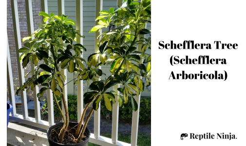 Schefflera Tree (Schefflera Arboricola)