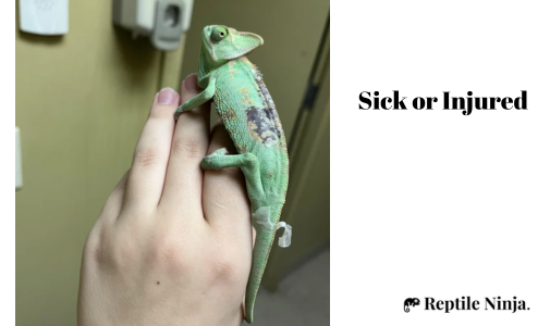 wounded chameleon with metabolic bone disease