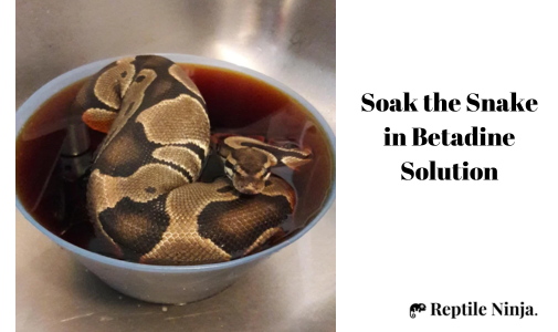 ball python soaked in betadine