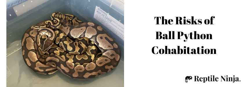 ball python cohabitation