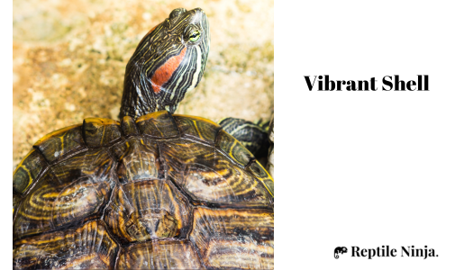 red-eared slider with vibrant shell