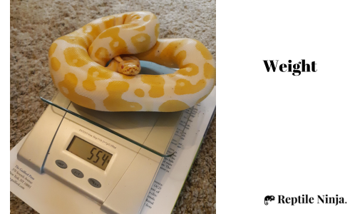 ball python on weighing scale