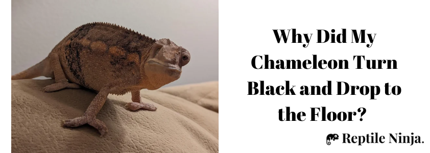 black chameleon