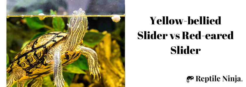 yellow bellied slider vs red eared slider