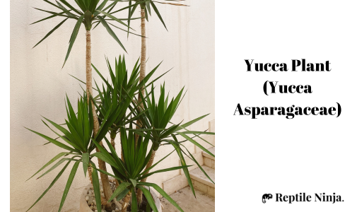 Yucca Plant (Yucca Asparagaceae)