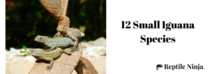 three small iguanas on daytime