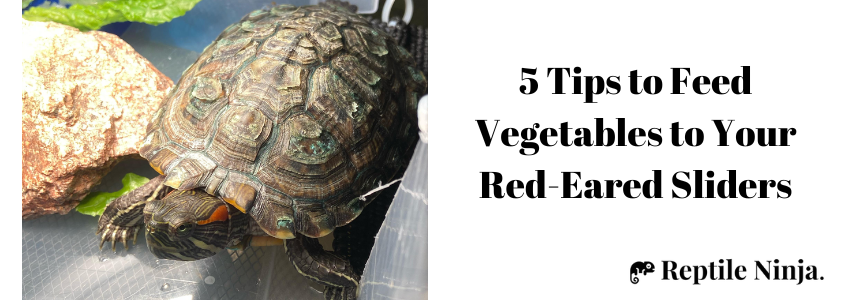 red-eared slider with green leaf vegetable on the side