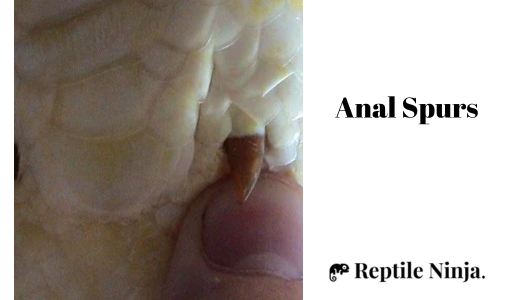 ball python anal spurs
