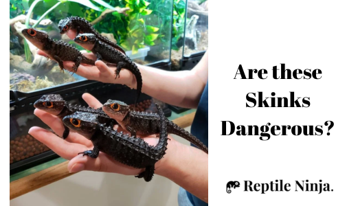adorable red-eyed crocodile skinks on owner's hand