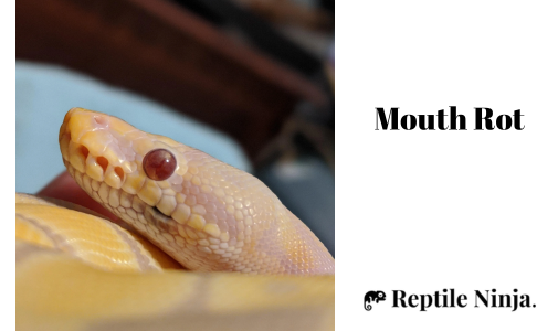 ball python with mouth rot