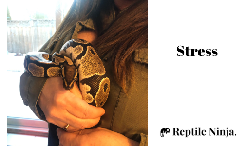 stressed ball python being held by owner