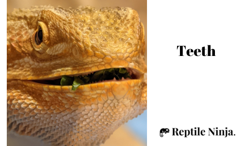 bearded dragon chewing vegetables showing teeth