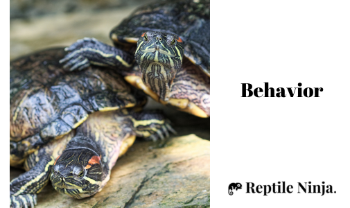 red-eared sliders basking in the sun