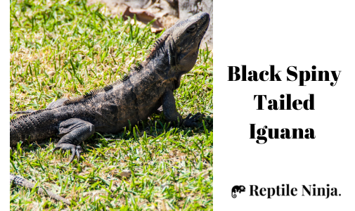 Black Spiny Tailed Iguana  on grass