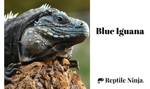 Blue Iguana on log