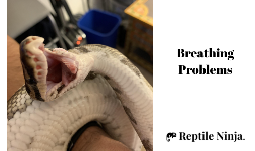 ball python with breathing problem yawning
