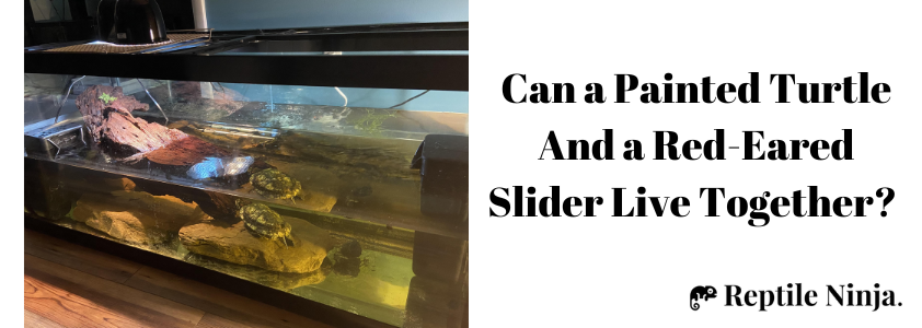 red-eared slider and painted turtle tank