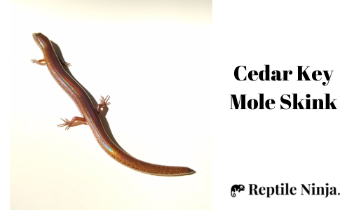 Cedar Key Mole Skink